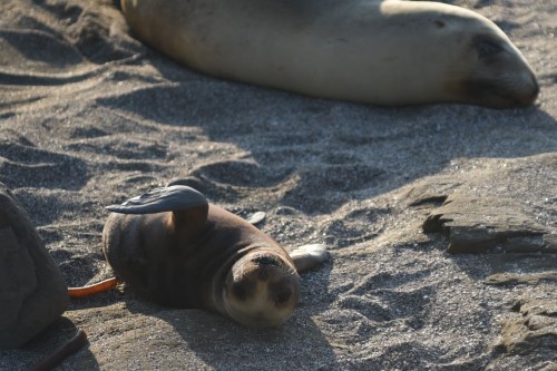 Sea Lion Pup and Mum spotted at Curio Bay one morning
