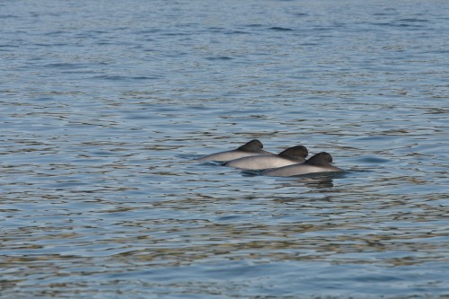 3 Dolphins diving in the bay – you can also see their unique markings