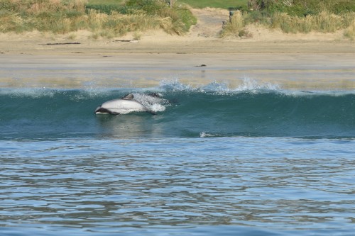 Two Hector’s dolphins surfing in Porpoise Bay