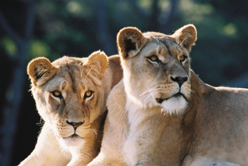 Lionesses Djane left and Zahra right