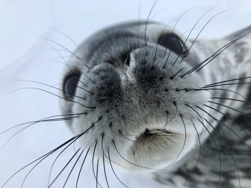 A curious Weddell Seal