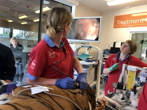 Vet Baukje uses endoscope on Senja the tiger's ear
