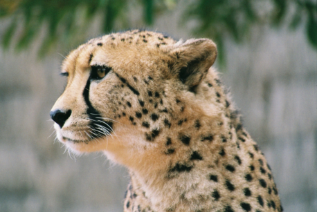 Cheetah at Wellington Zoo