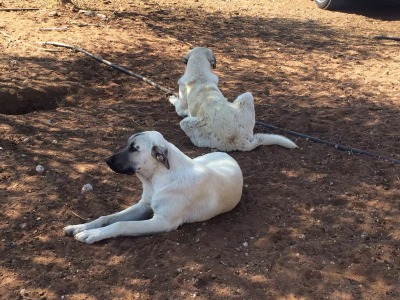 Anatolian Shepard Dogs in South Africa
