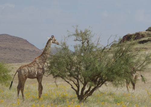 Two Giraffes feeding on a shrub